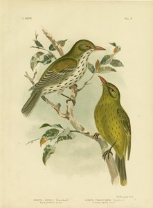 نيو ساوث ويلز Oriole Or Green Oropendola ، 1891 بواسطة جراسيوس بروينوفسكي